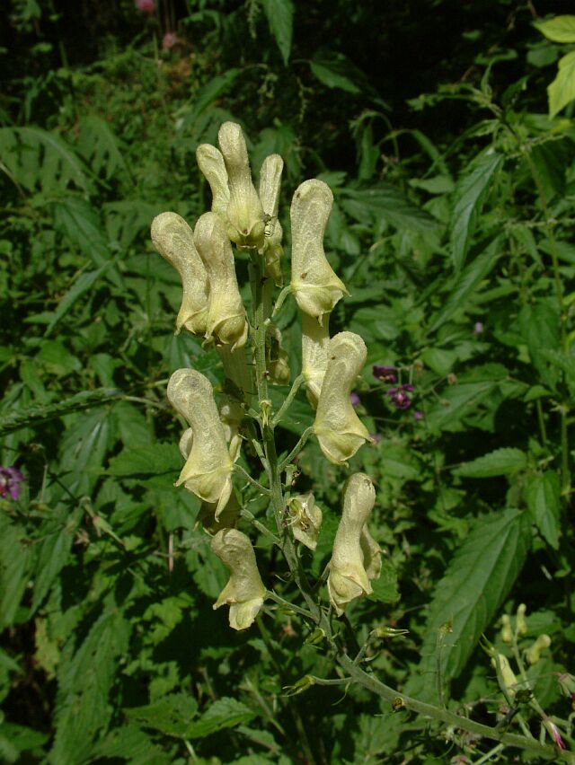 Aconitum lycoctonum / Aconito strozzalupo